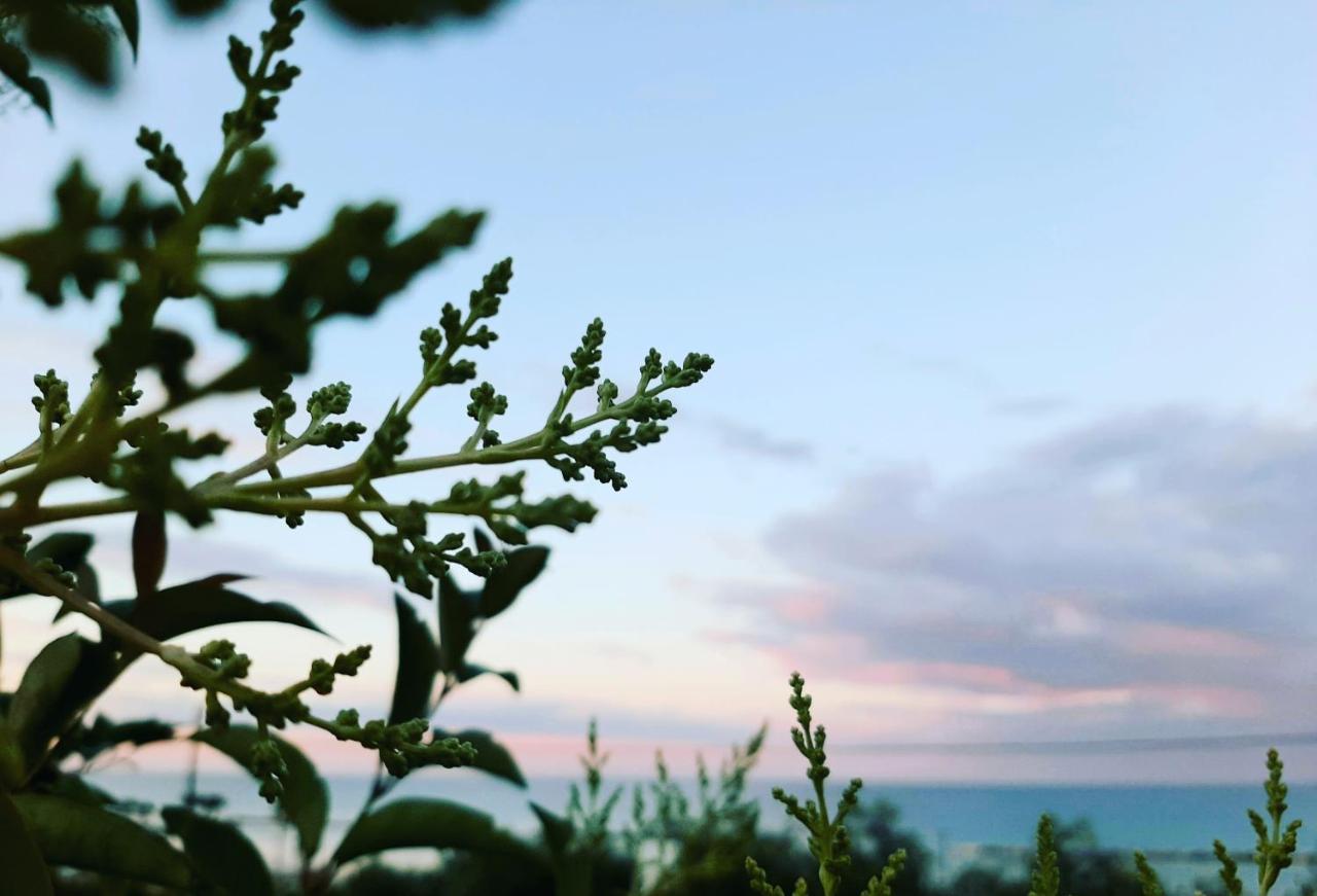 Bio Agriturismo Mare In Campagna Campofilone Экстерьер фото