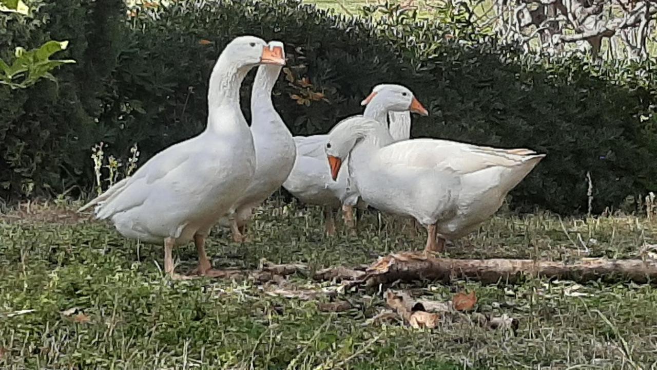 Bio Agriturismo Mare In Campagna Campofilone Экстерьер фото